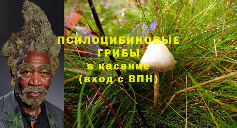 Псилоцибиновые грибы Cubensis  Лобня 